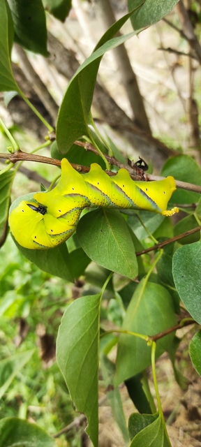 Acherontia atropos - halálfejes lepke