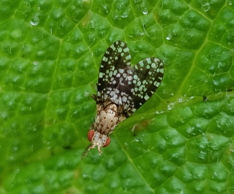 Trypetoptera punctulata - pirosszemű szarvaslégy