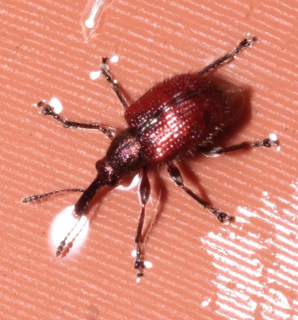 Tatianaerhynchites aequatus - piros kökényeszelény