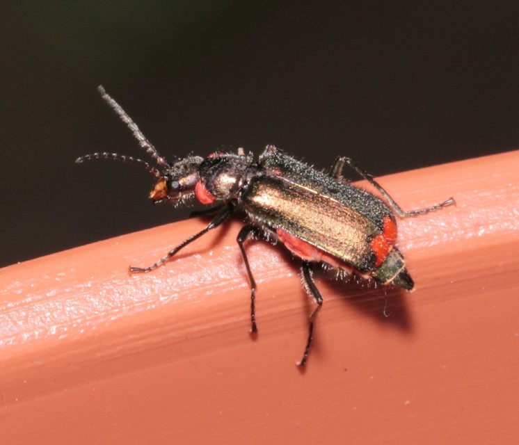 Malachius bipustulatus - kétfoltos bibircsesbogár