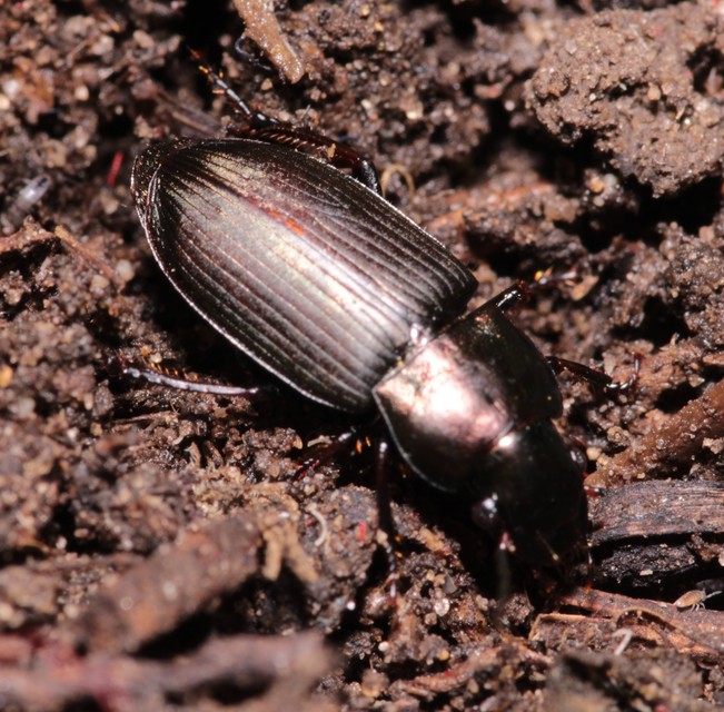 Harpalus distinguendus - mezei lomhafutó
