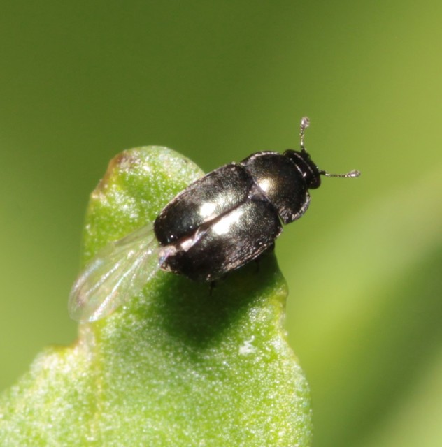 Meligethinae