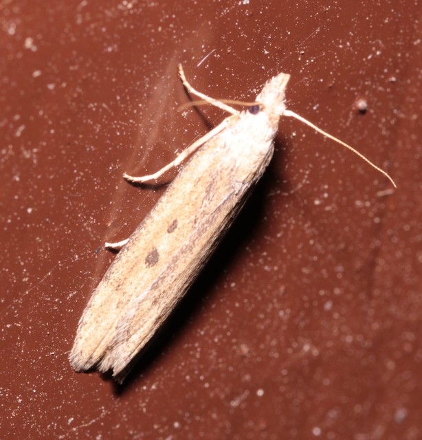 Lamoria