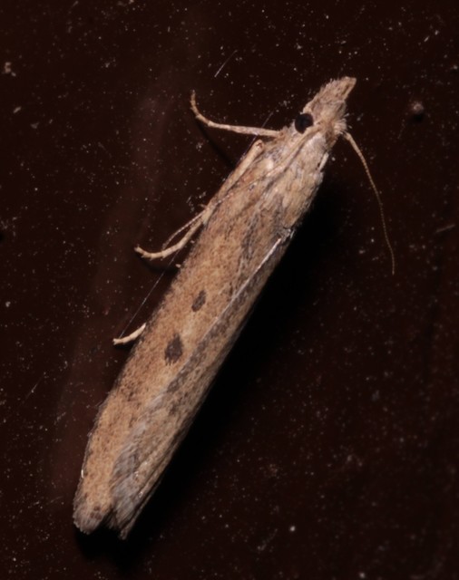 Lamoria
