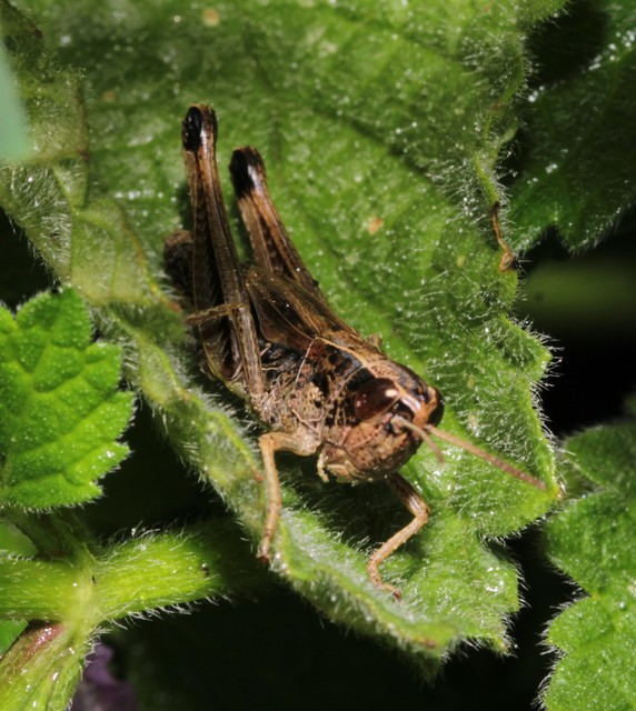 Pseudochorthippus parallelus - közönséges rétisáska