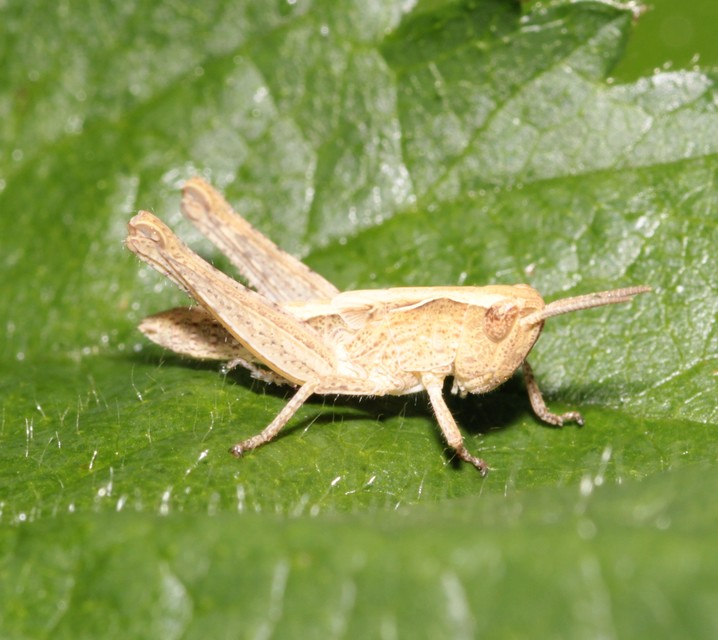 Chorthippus (Glyptobothrus) (subgenus)