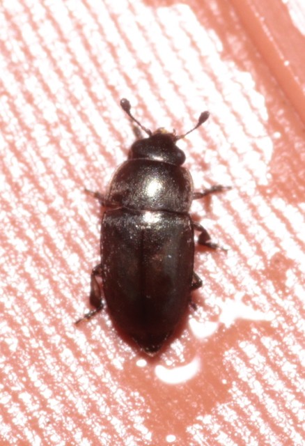 Meligethinae