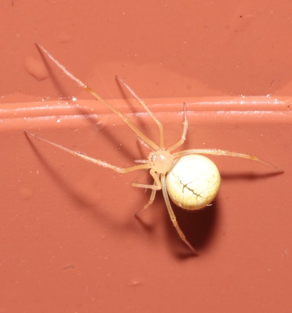 Enoplognatha ovata/latimana