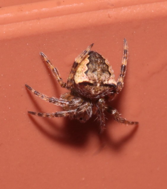 Araneus angulatus - vállas keresztespók Araneus angulatus - vállas keresztespók