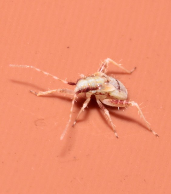 Phytocoris tiliae - hársfapoloska