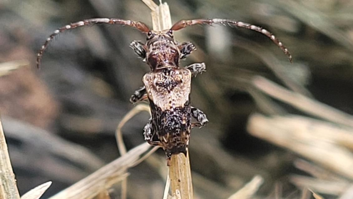 Pogonocherus hispidus - kéttövises ecsetcincér