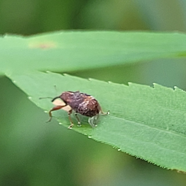 Anthonomus ulmi - szilfa-bimbólikasztó