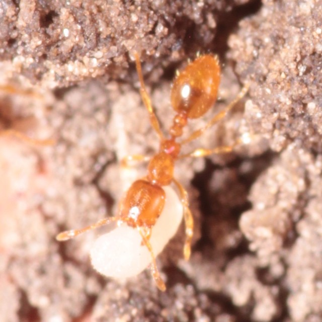 Solenopsis fugax - tolvajhangya
