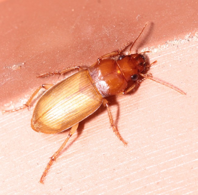 Harpalus griseus - kis selymesfutó