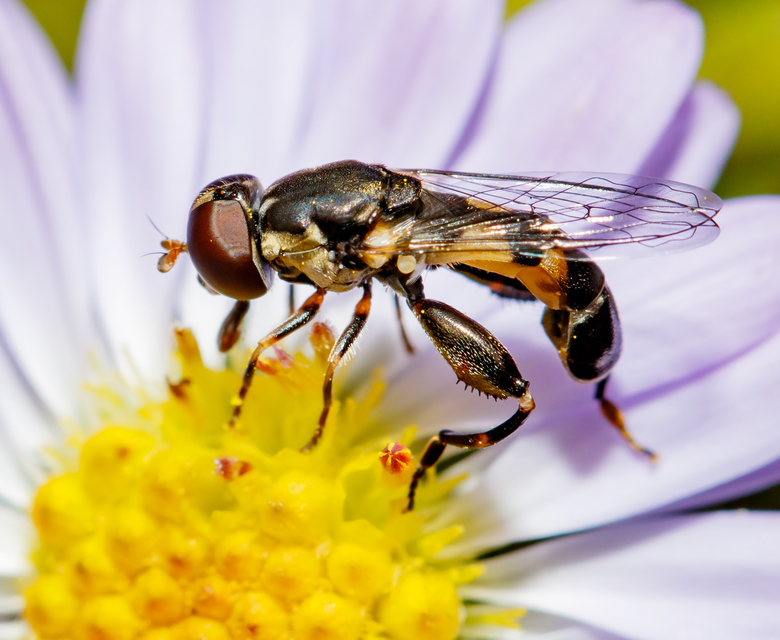 Syritta pipiens - zizegő comboslégy