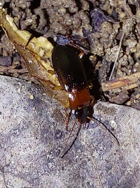 Calathus melanocephalus - vörösnyakú tarfutó Calathus melanocephalus - vörösnyakú tarfutó