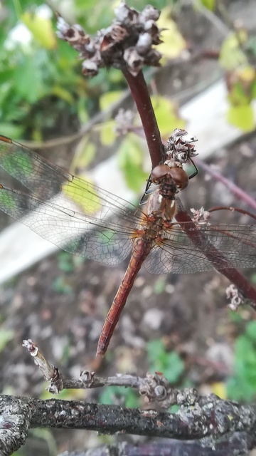 Sympetrum vulgatum - barkós katona-szitakötő
