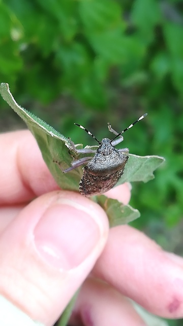 Rhaphigaster nebulosa - bencepoloska