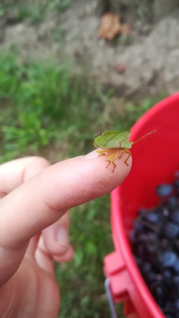 Palomena prasina - zöld bogyómászó-poloska Palomena prasina - zöld bogyómászó-poloska