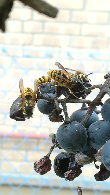 Vespula vulgaris - kecskedarázs