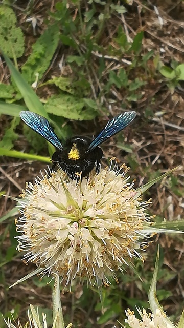 Xylocopa