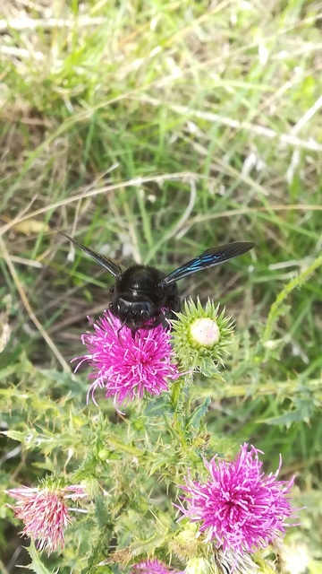Xylocopa