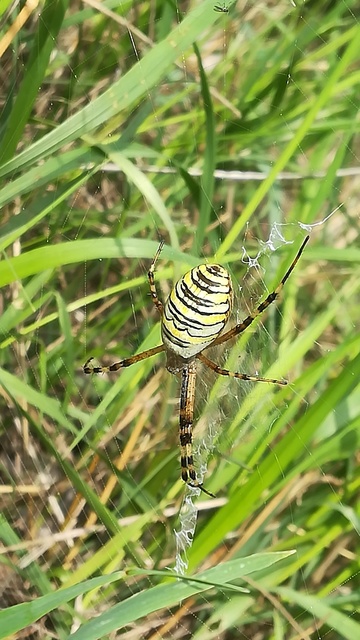 Argiope bruennichi - darázspók