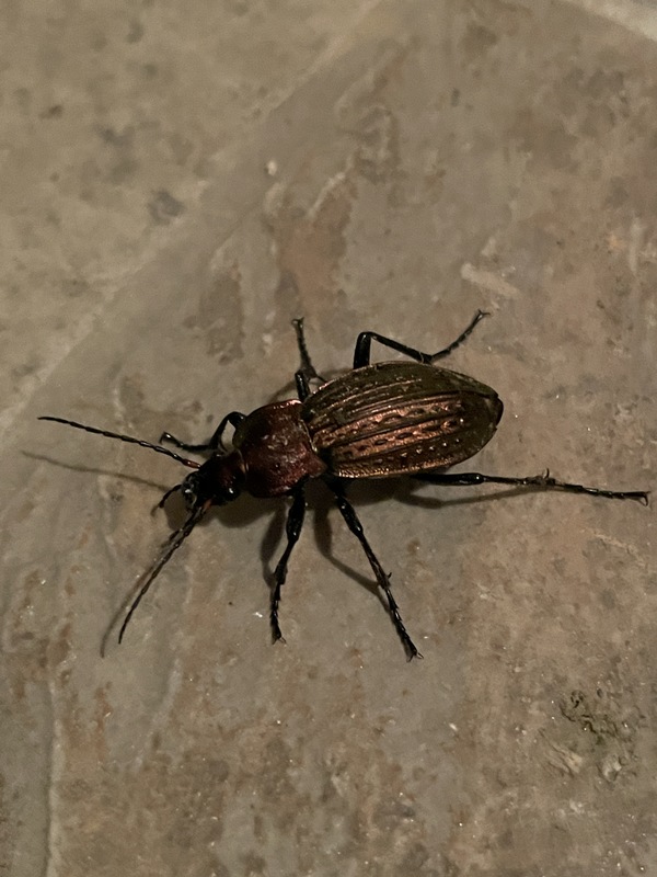 Carabus cancellatus soproniensis - soproni ragyás futrinka