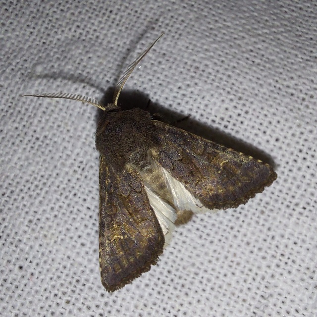 Aporophyla lutulenta - sziki őszibagoly