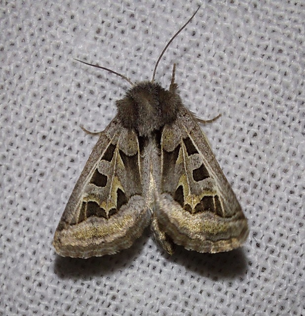 Episema glaucina - fogasjegyű liliombagoly