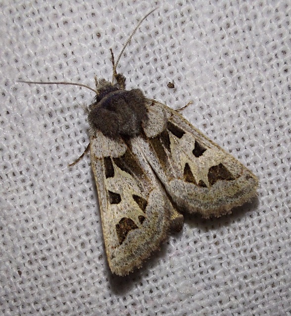 Episema glaucina - fogasjegyű liliombagoly