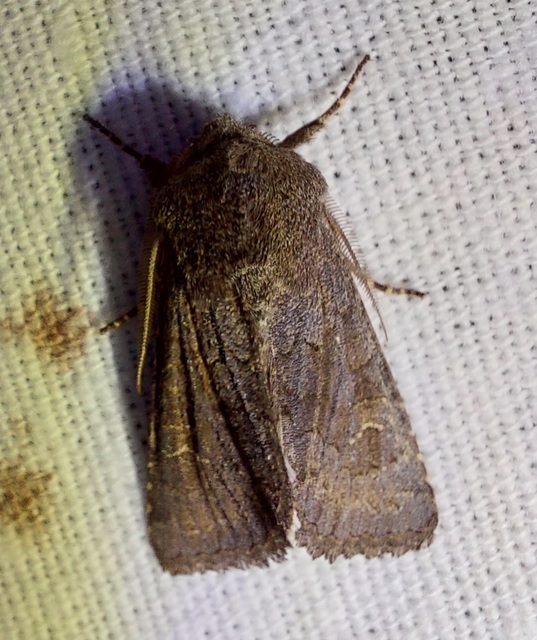 Aporophyla lutulenta - sziki őszibagoly