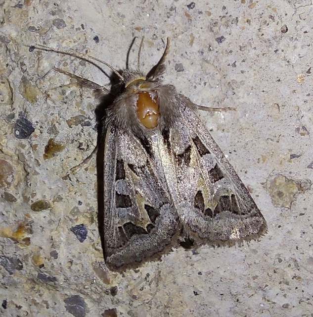 Episema glaucina - fogasjegyű liliombagoly