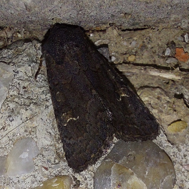 Aporophyla lutulenta - sziki őszibagoly