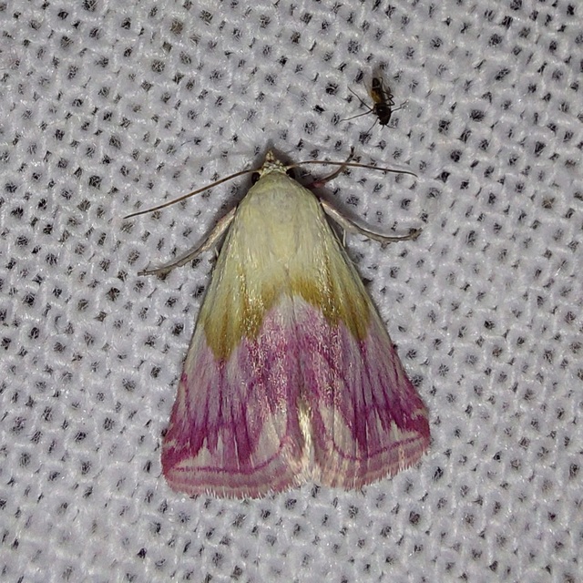 Eublemma purpurina - bíboros törpebagoly