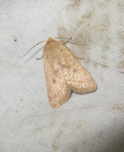 Leptologia macilenta - gyertyán-őszibagoly