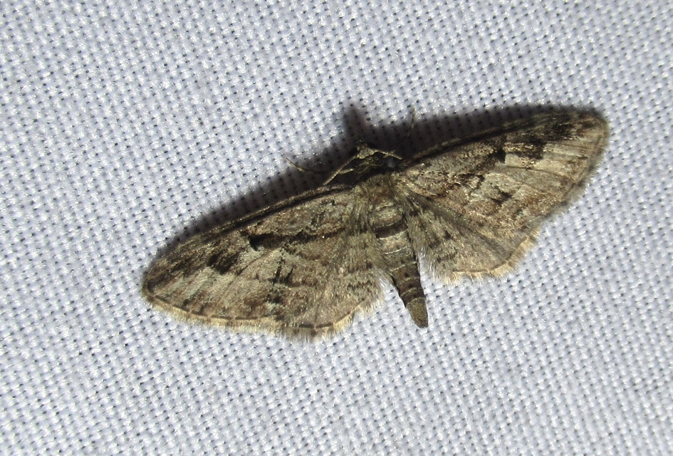 Eupithecia ericeata - feketefenyő-törpearaszoló