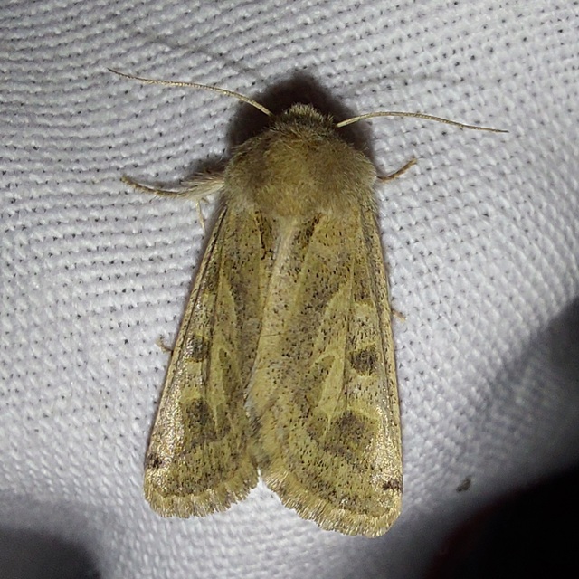 Episema glaucina - fogasjegyű liliombagoly