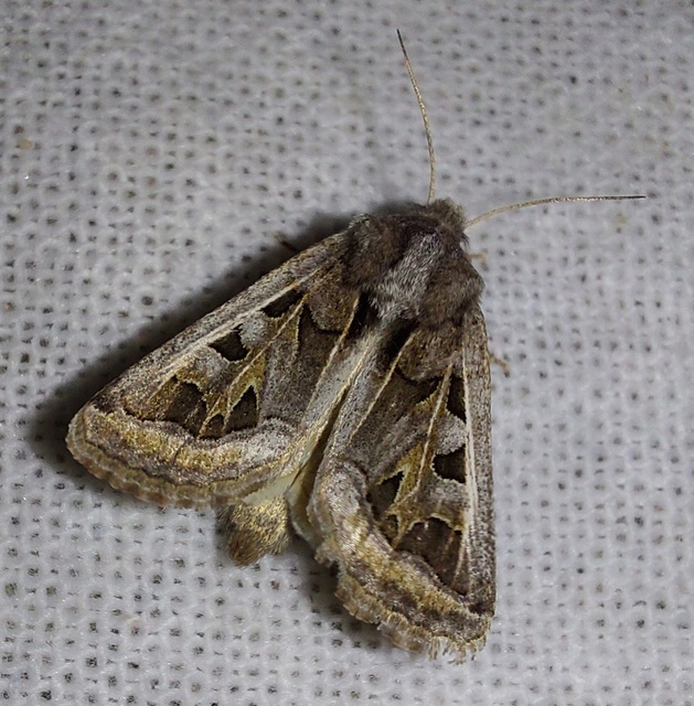 Episema glaucina - fogasjegyű liliombagoly