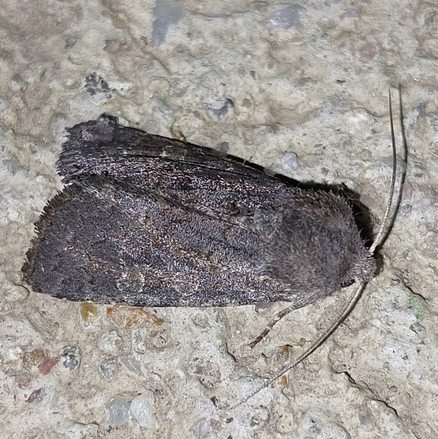 Aporophyla lutulenta - sziki őszibagoly