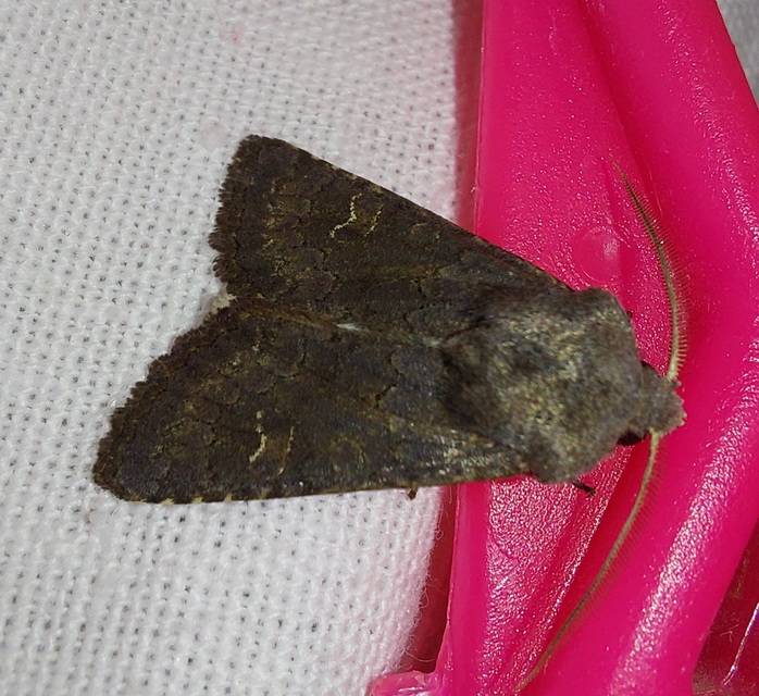 Aporophyla lutulenta - sziki őszibagoly