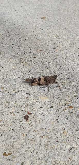 Oedipoda caerulescens - kékszárnyú sáska