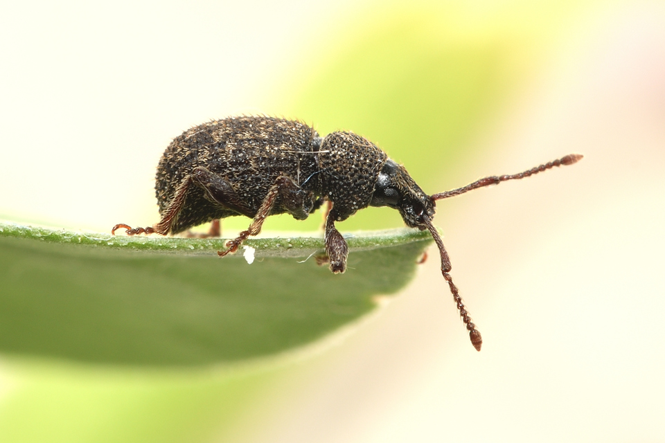 Otiorhynchus hystrix - sörtés gyalogormányos