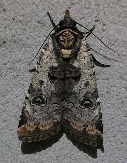 Epilecta linogrisea - karcsú sárgafűbagoly