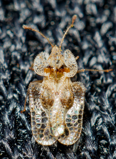 Corythucha arcuata - tölgy-csipkéspoloska