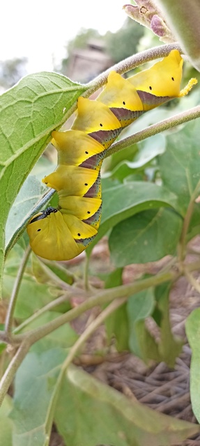 Acherontia atropos - halálfejes lepke