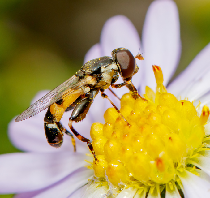 Syritta pipiens - zizegő comboslégy
