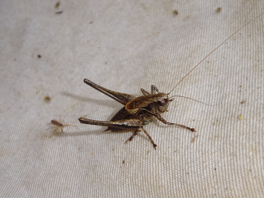 Pholidoptera griseoaptera - szürke avarszöcske