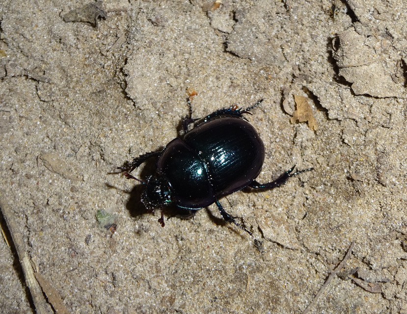 Anoplotrupes stercorosus - erdei álganéjtúró