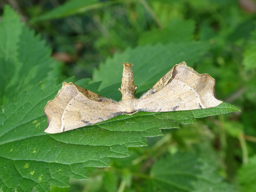 Artiora evonymaria - kecskerágó-araszoló
